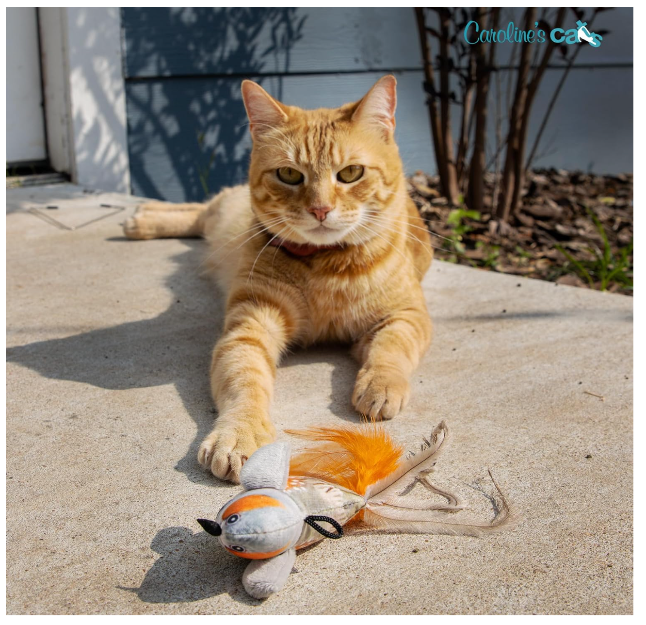 Cat Toys